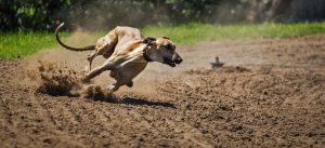 les chiens interdits à la chasse