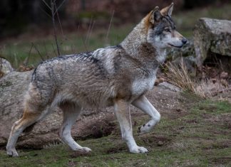 Chasse Passion fait le point sur la situation du loup en France en 2017
