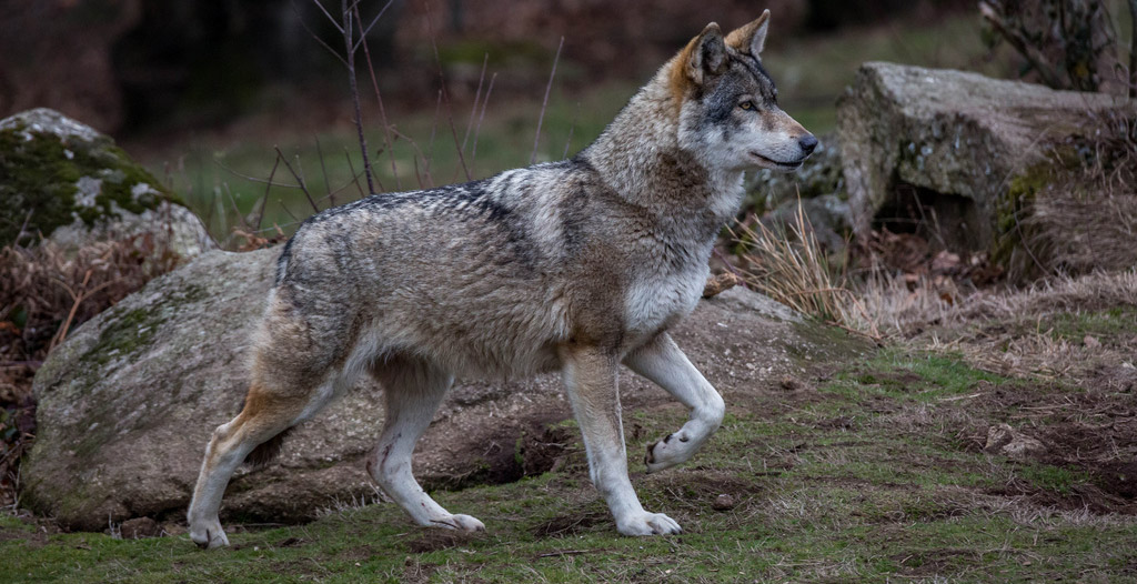 Chasse Passion fait le point sur la situation du loup en France en 2017