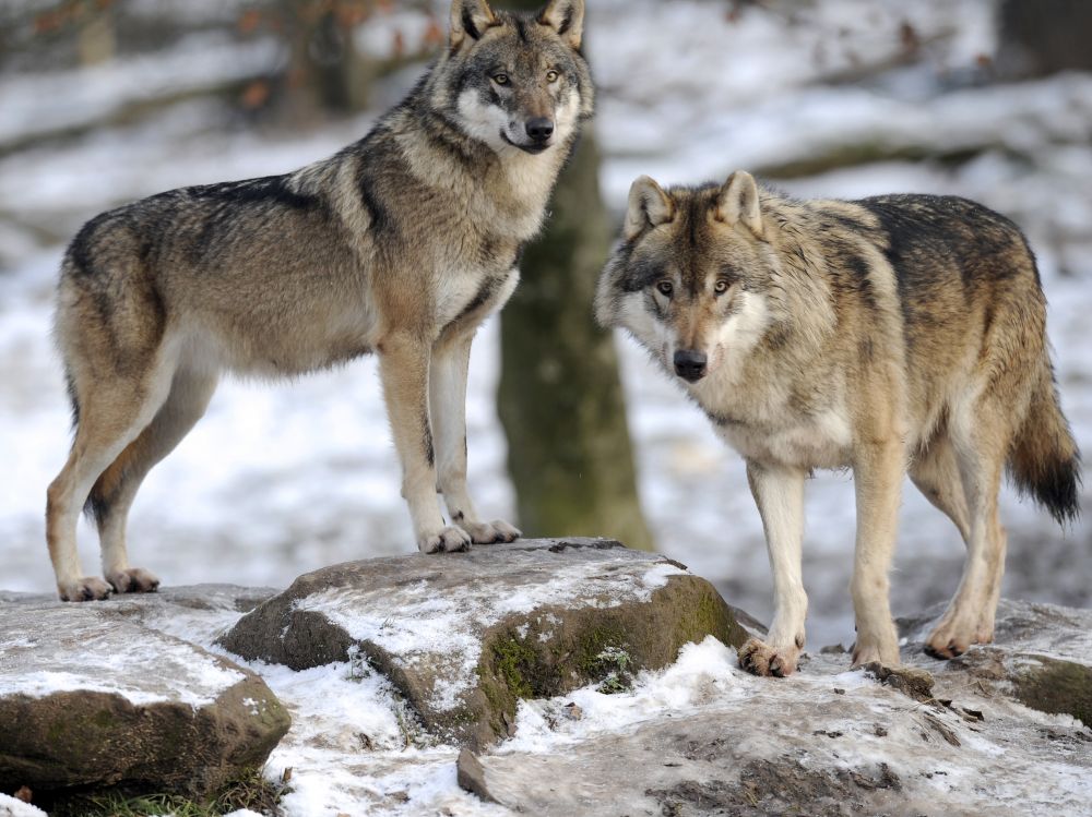 Chasse Passion fait le point sur la situation du loup en France en 2017