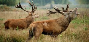 6 à 9 cerfs chassés sur la propriété de Luc Besson dans l'Orne