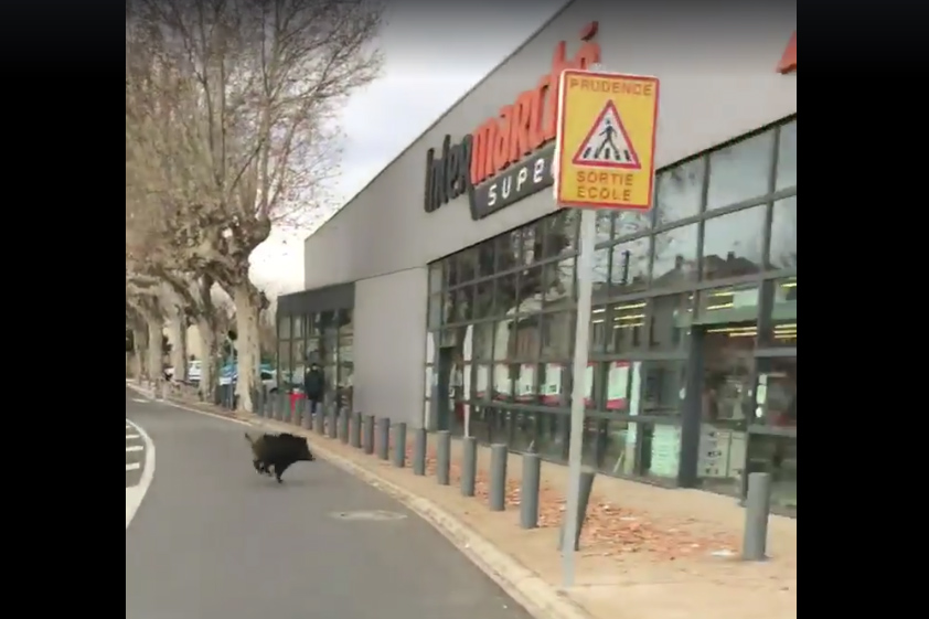 Vidéo : un sanglier percute la baie vitrée d’un Intermarché