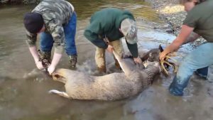 ils sauvent un cerf de virginie emmêlé par les bois avec un congénère