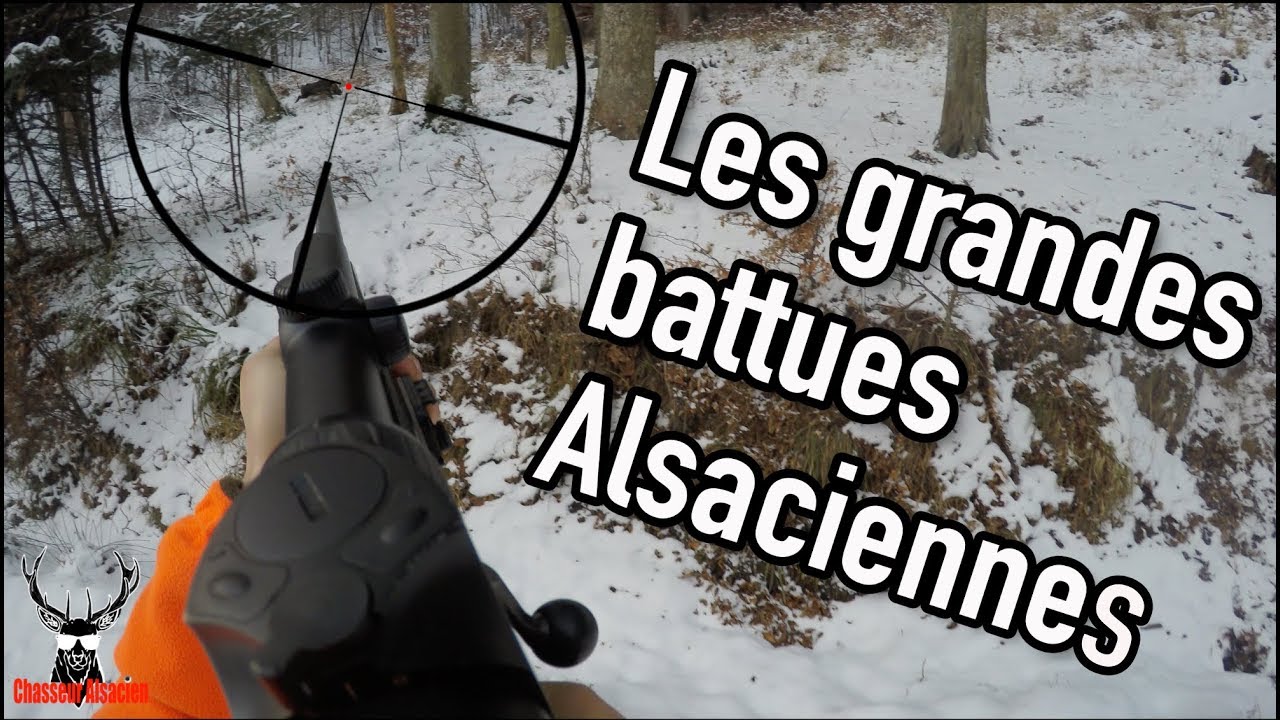 Vidéo : grandes battues alsaciennes