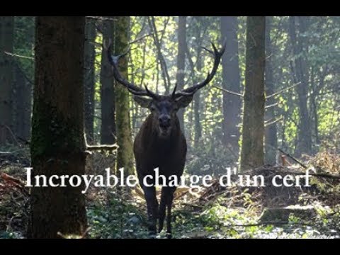 Vidéo : un traqueur chargé par un cerf