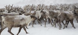 Nouvelle maladie sur le sol norvégien : 2000 rennes vont être abattus