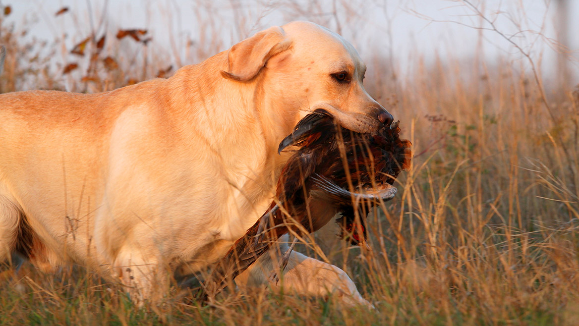 Les assurances pour chiens de chasse