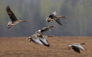 Pas de chasse à l'oie en février