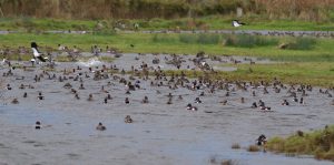Vidéos : concentration exceptionnelle de canards