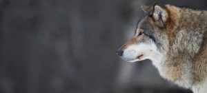 La Suède autorise la chasse de 22 loups