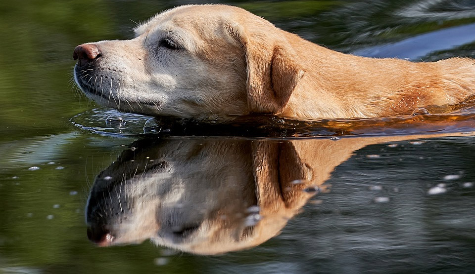 Vidéo : un labrador rapporte un chevreuil à l’eau