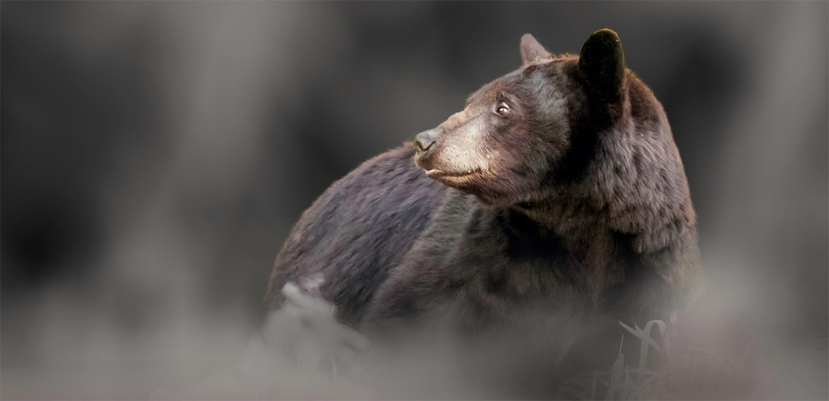 L’imprévu et inespéré Baribal (ours noir)