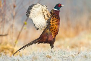 Réseau oiseaux de passage : le rapport 2017