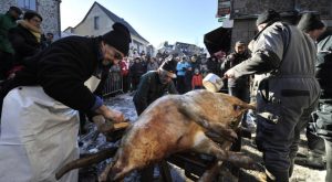 La Saint Cochon rebaptisé, un salon du chiot annulé, merci les animalistes