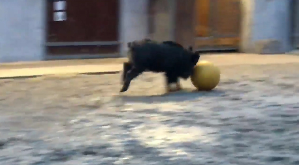 Vidéo : un sanglier qui joue au foot !