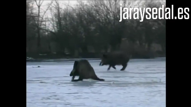 Vidéo : sangliers qui traversent difficilement un lac gelé