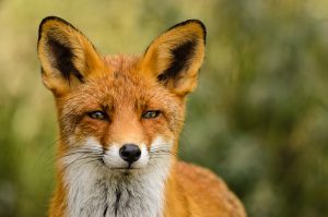 Fin du tir du renard la nuit en Moselle