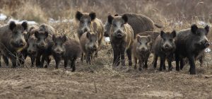 présence de la trichinellose chez certains sangliers dans le gard