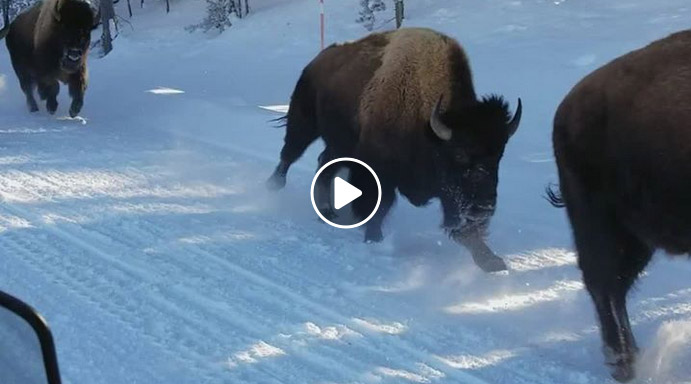 Vidéo : des randonneurs croisent un énorme troupeau de bison