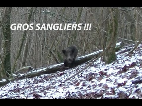 Vidéo : tir d’un gros sanglier à 5 mètres