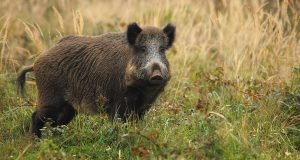 Un élevage illégal de sangliers démantelé en Dordogne