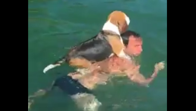 Vidéo : le beagle n’est pas un chien d’eau !