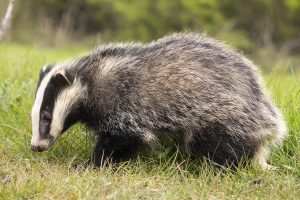 Normandie : une famille de blaireaux fait s’effondrer une route