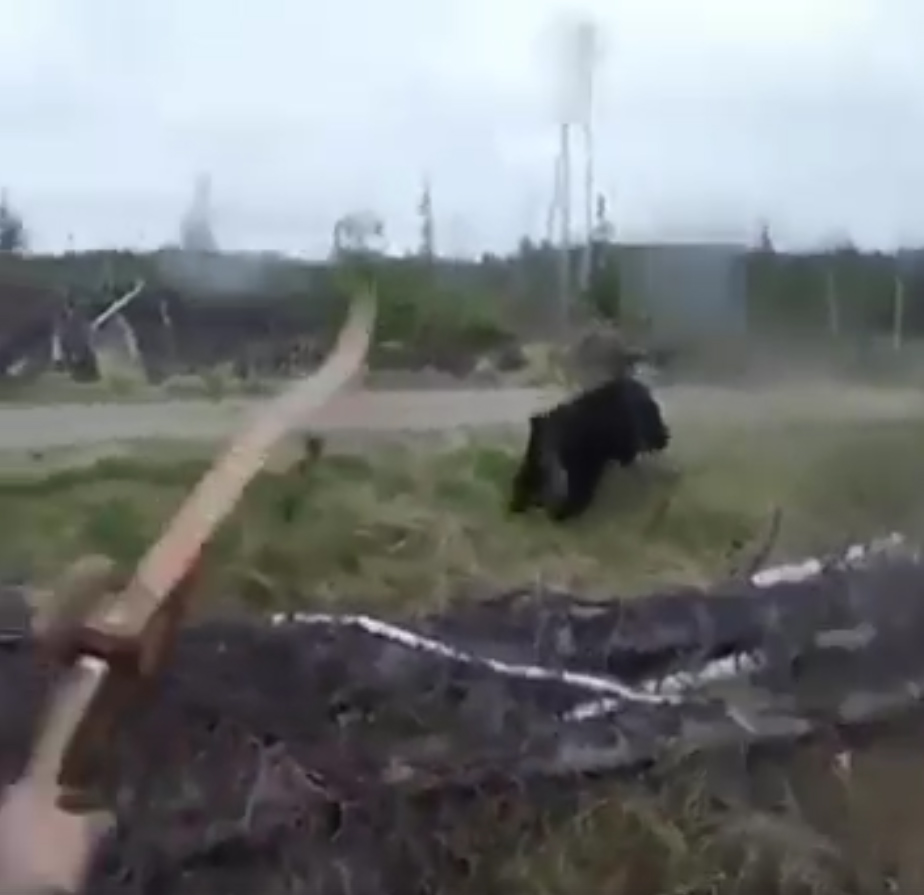 Vidéo : un chasseur à l’arc se fait charger par un ours