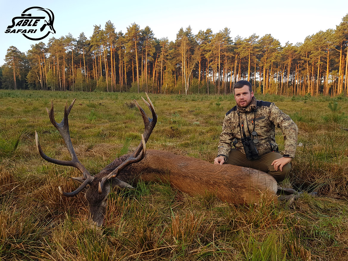 Organisation de chasse au cerf au brame en Pologne : Sable Safaris