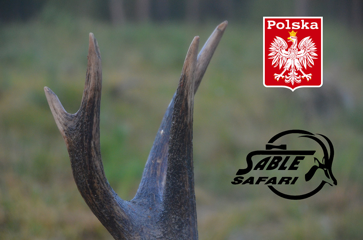 Superbe cerf prélevé au brame en Pologne