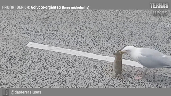 Vidéo : un goéland avale un lapereau d’un seul trait!