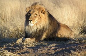 Un braconnier présumé dévoré par des lions