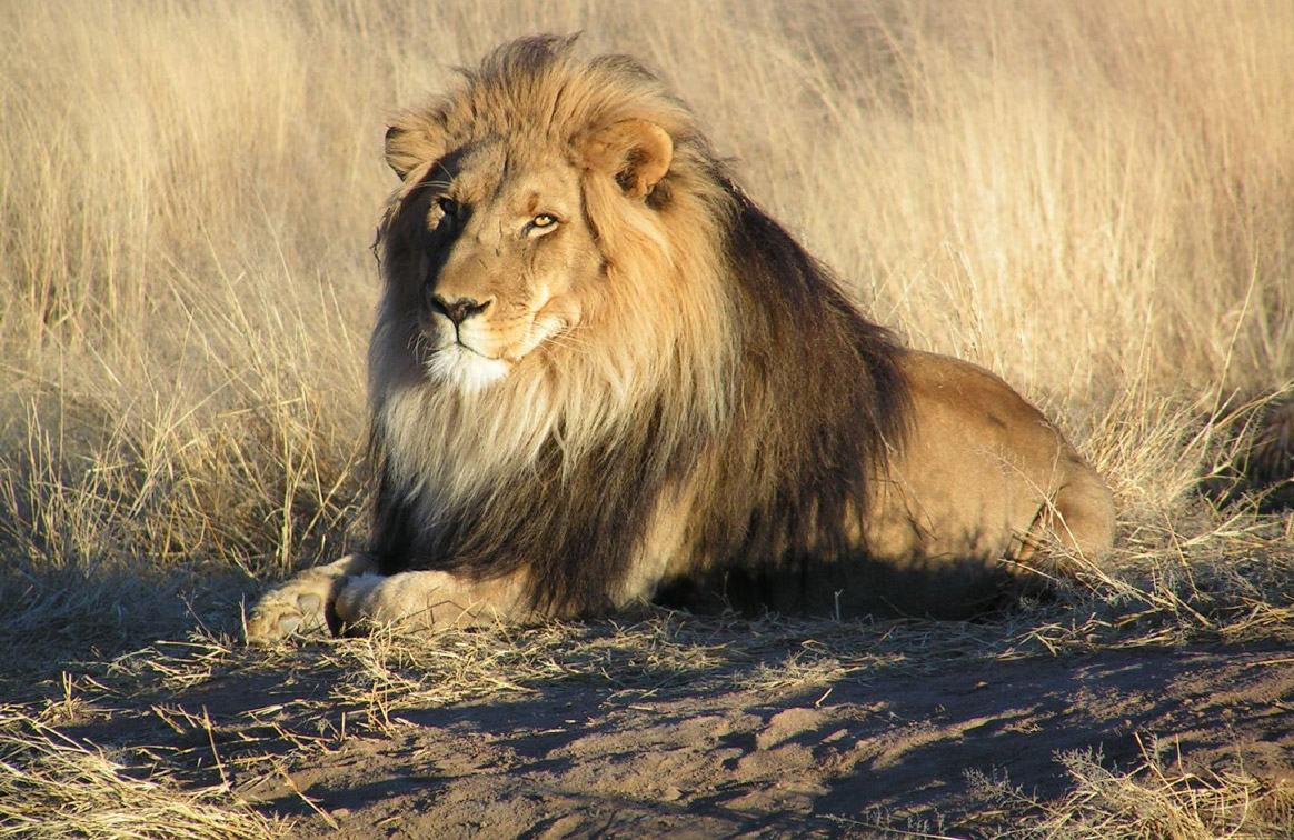 Une agence de voyages reconnait sa faute 5 ans après qu’un client se soit fait arracher le bras par un lion.
