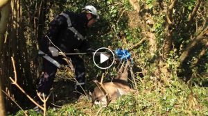 Oise : un daim sauvé par les pompiers