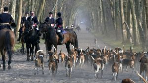 Un projet de loi contre la chasse à courre déposé