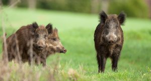 Mayenne : record de sanglier battu