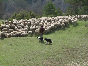 Attaque de loups : un berger retrouve 139 brebis vivantes 2 mois après