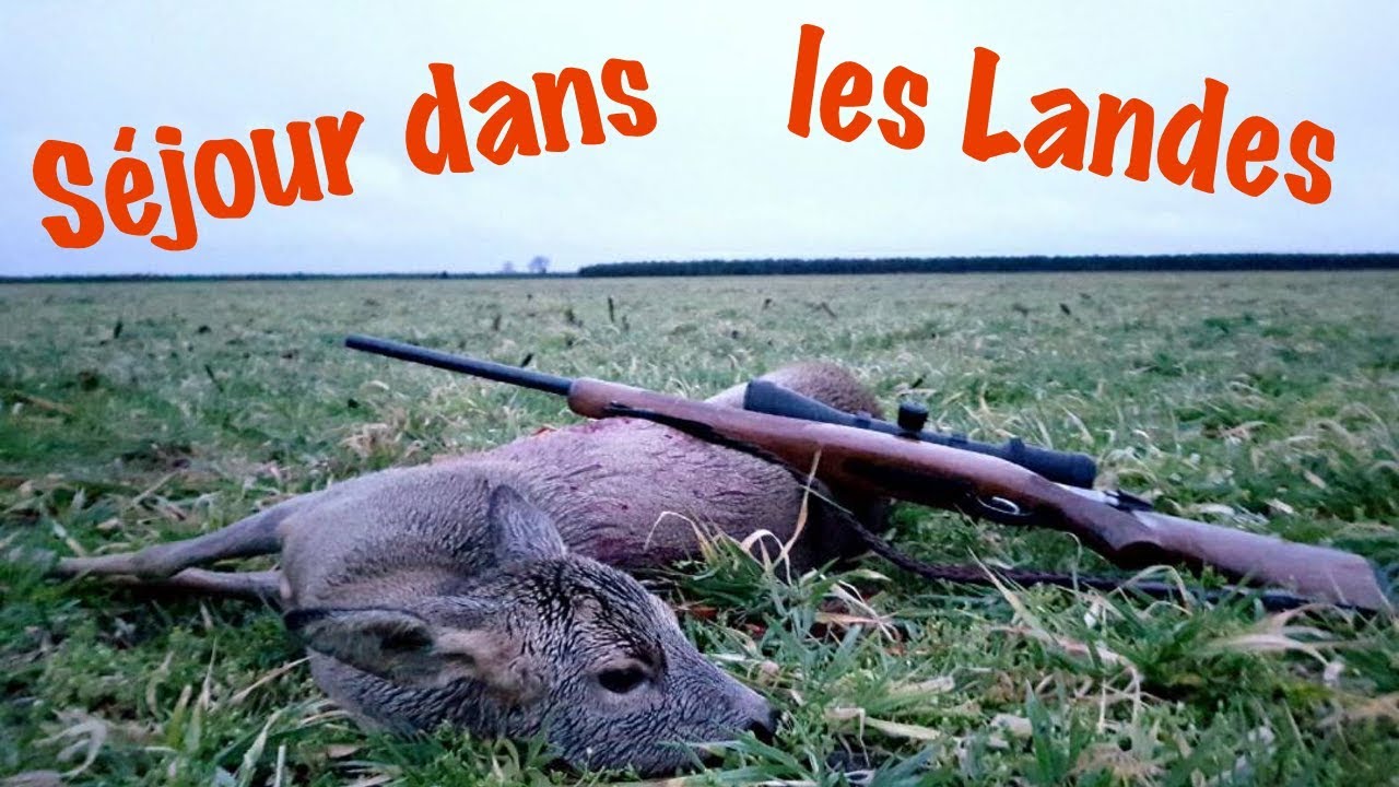 Vidéo : chasse du chevreuil à l’approche dans les Landes