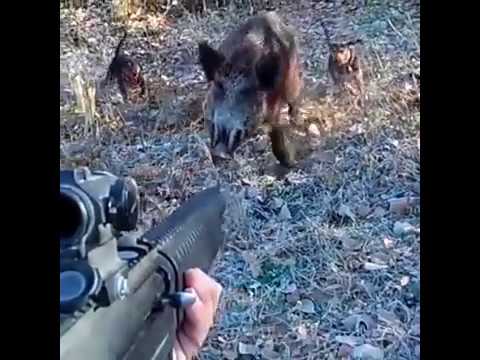 Vidéo : il se fait charger et tir un sanglier à 1m