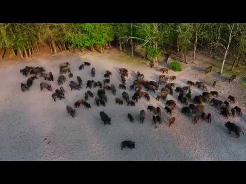 Vidéo : une énorme harde de sangliers filmée par drone