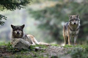 3 loups rentrent dans l'enceinte d'une usine et tuent un chien de garde en Pologne (vidéo)