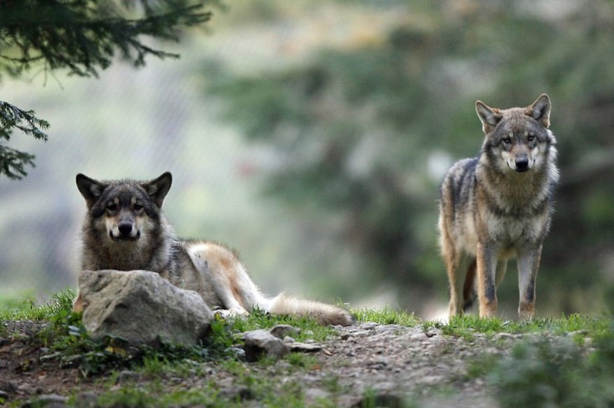3 loups rentrent dans l’enceinte d’une usine et tuent un chien de garde en Pologne (vidéo)
