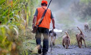 Les chasseurs des landes marre d’être pris pour un « service public »