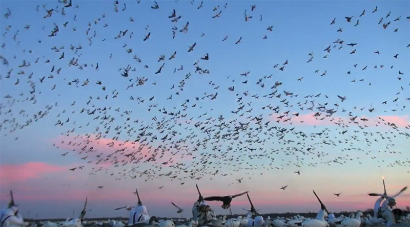 Vidéo : une des plus impressionnantes vidéo de chasse à l’oie