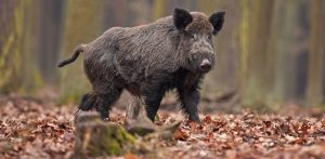 La Pologne va construire 1200km de clôture pour empêcher les sangliers de circuler