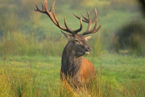 Alerte info : signaux anormaux de mortalité de cerf élaphe