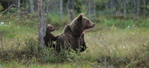 Nicolas Hulot annonce la réintroduction 2 ours dans le Béarn !