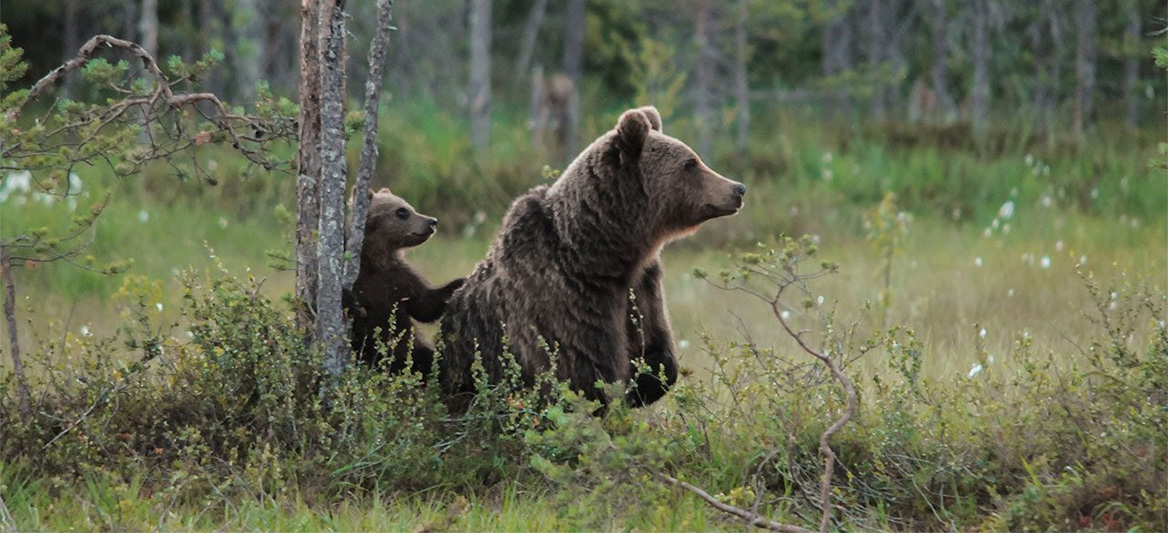 Nicolas Hulot annonce la réintroduction 2 ours dans le Béarn !