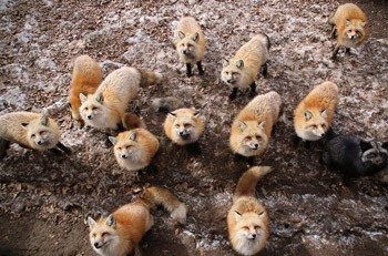 Vidéo : des dizaines de renards
