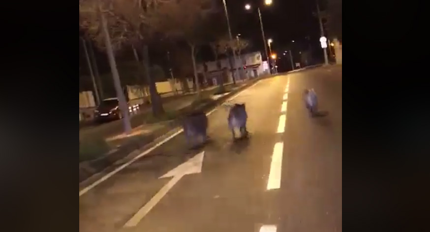 3 sangliers déambulent en plein centre-ville de Marseille (vidéo)